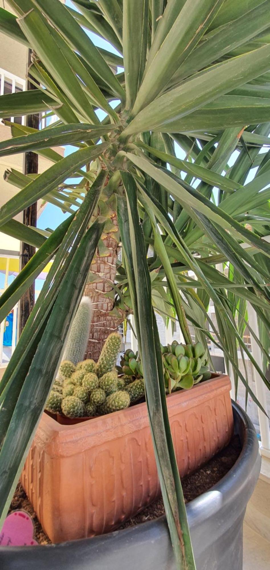 Cactus - New 3bd 2br *